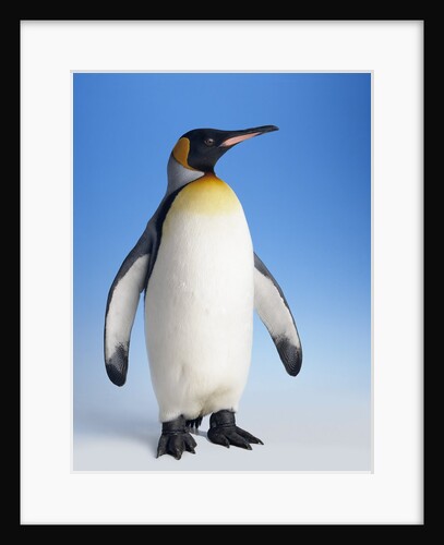 King Penguin by Anonymous