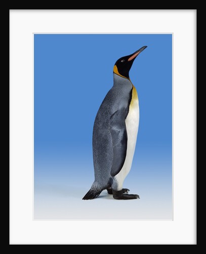 King Penguin by Anonymous