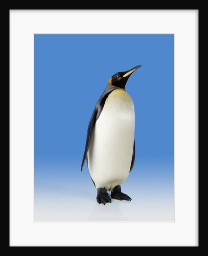 King Penguin by Anonymous
