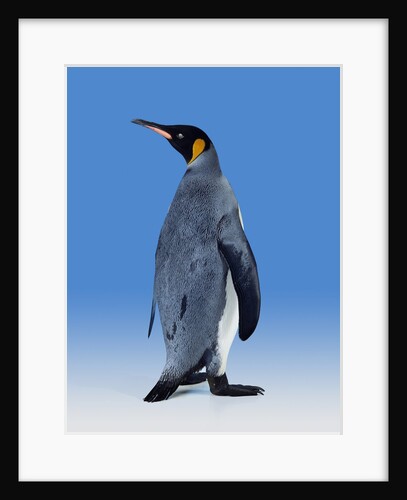 King Penguin by Anonymous