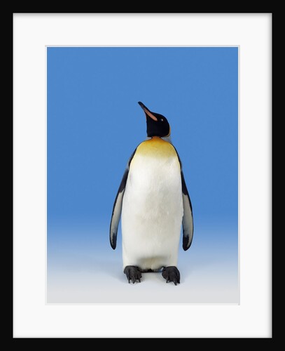 King Penguin by Anonymous