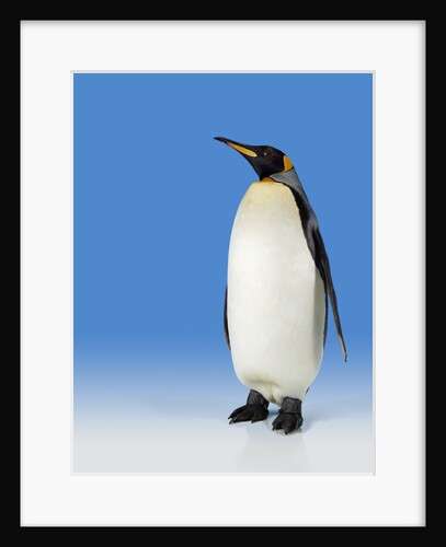 King Penguin by Anonymous