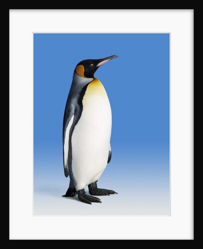 King Penguin by Anonymous