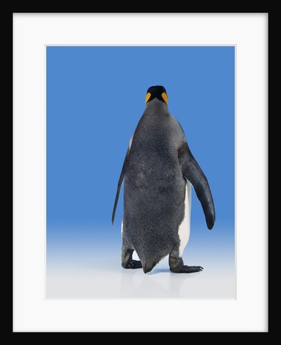 King Penguin by Anonymous