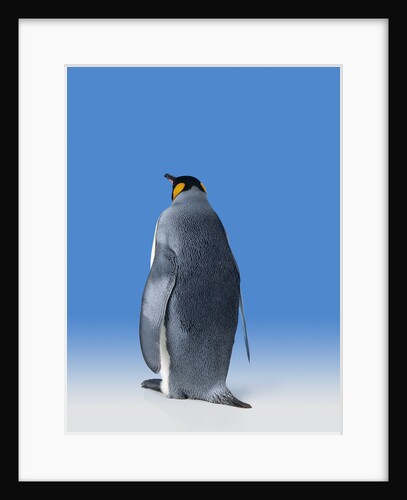 King Penguin by Anonymous