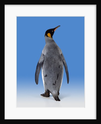 King Penguin by Anonymous
