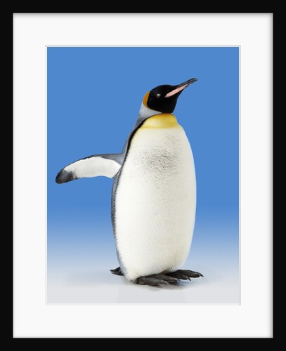 King Penguin by Anonymous