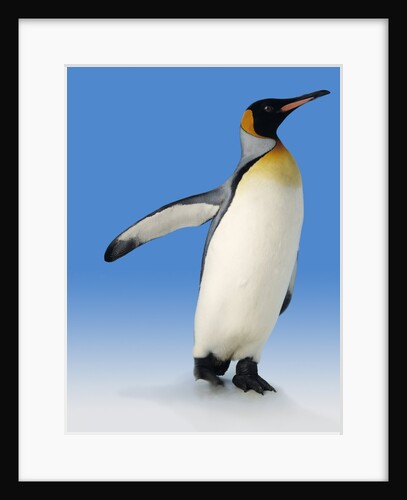 King Penguin by Anonymous