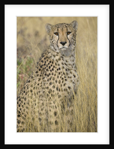 Cheetah in Tall Grass by Anonymous