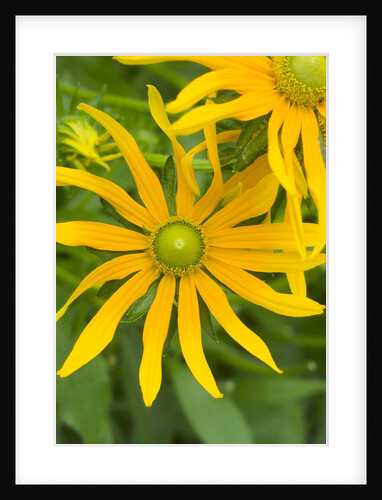 Rubeckia Hirta Flowers by Anonymous