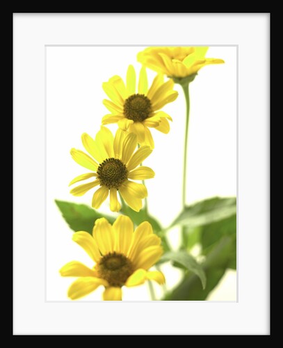 Yellow Daisy by Anonymous