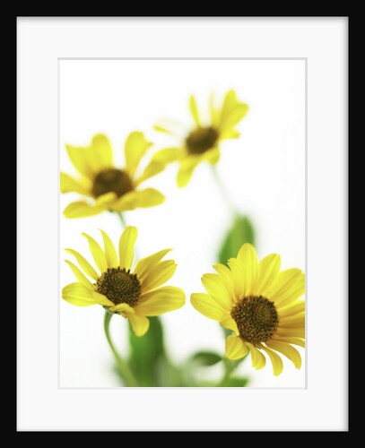 Yellow Daisy by Anonymous