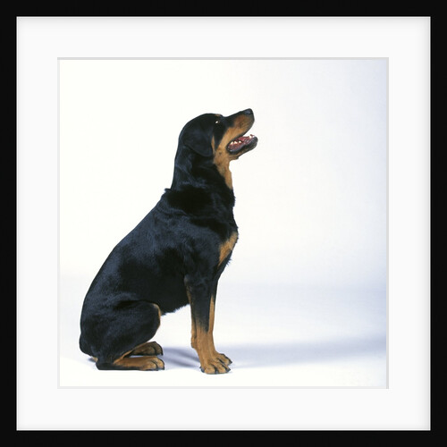 Rottweiler by Anonymous