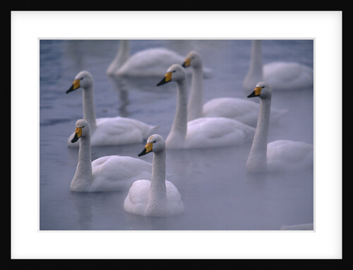 Whooper Swans in Water by Anonymous