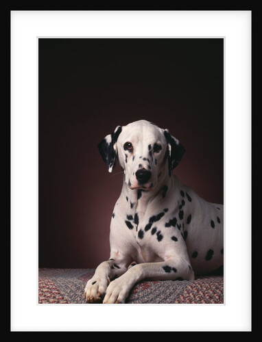 Dalmatian Sitting on Rug by Anonymous