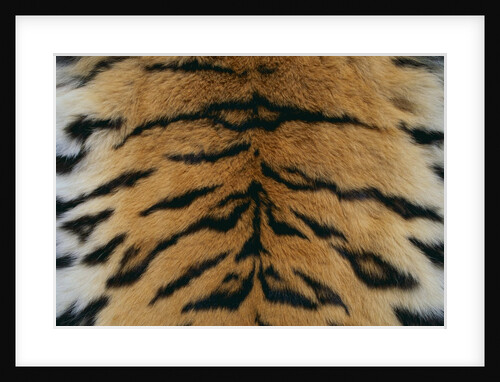 Tiger Fur by Anonymous
