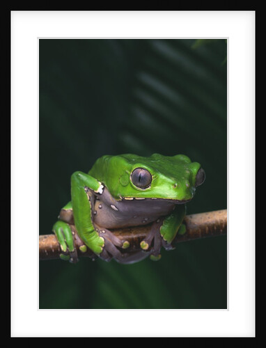 Monkey Tree Frog Perched on Twig by Anonymous