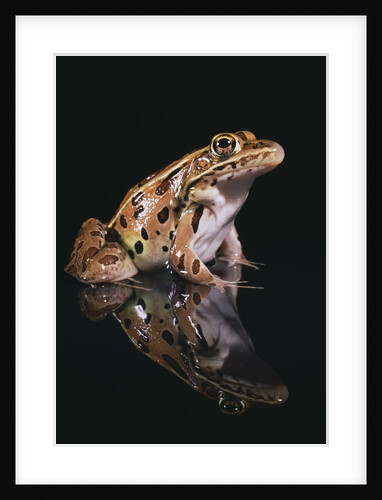 Leopard Frog by Anonymous