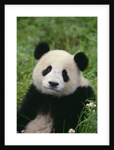 Giant Panda in Grass by Anonymous