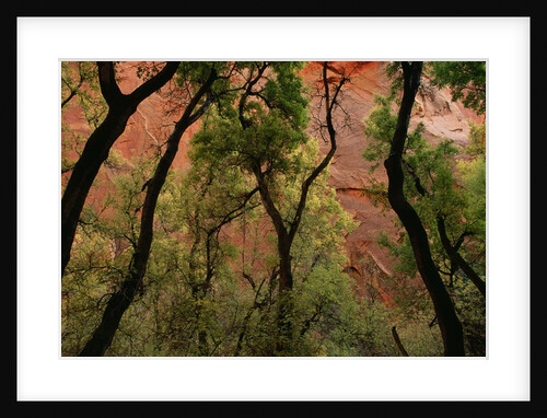 Trees in Zion National Park by Anonymous