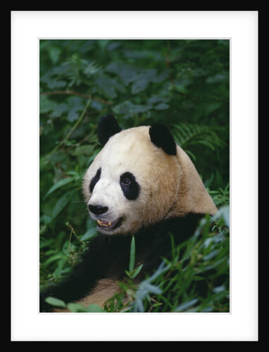 Giant Panda in Forest by Anonymous