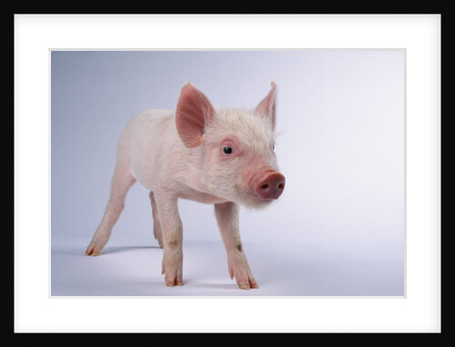 Yorkshire Piglet by Anonymous