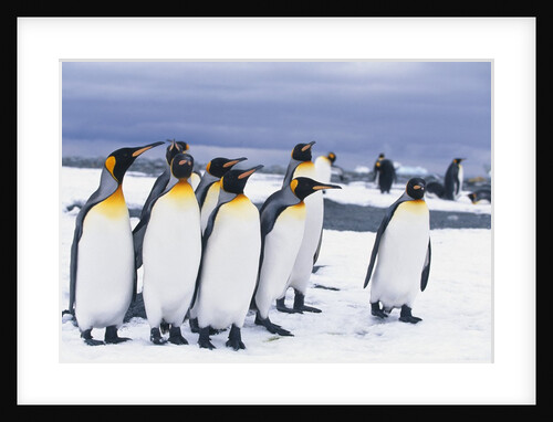 King Penguins by Anonymous