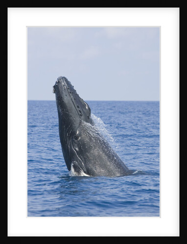 Humpback Whale Breaching by Anonymous