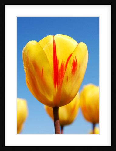 Tulip with Yellow and Red Petals by Anonymous