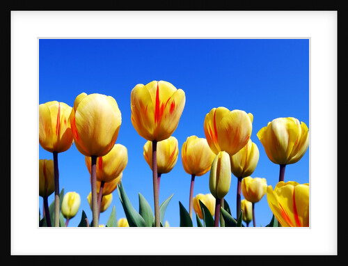 Yellow Tulips by Anonymous