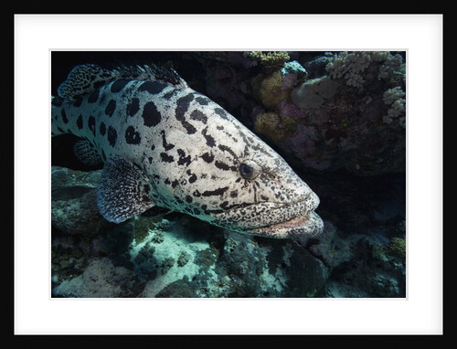 Potato Cod in the Great Barrier Reef by Anonymous