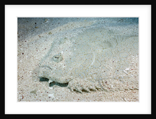 Flowery Flounder Camouflaged Into Sand Bottom by Anonymous