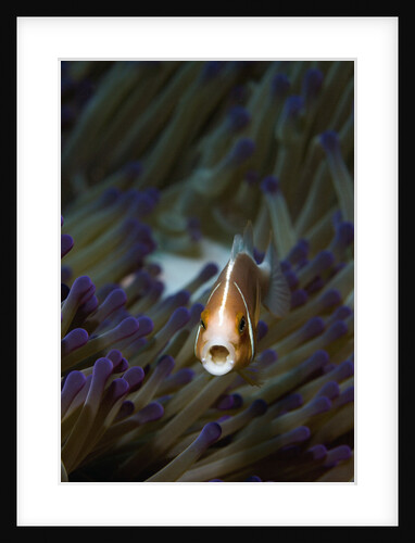 Pink Anemonefish Amongst a Sea Anemone by Anonymous