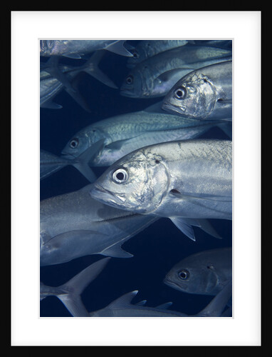 Bigeye Trevally in Australia by Anonymous