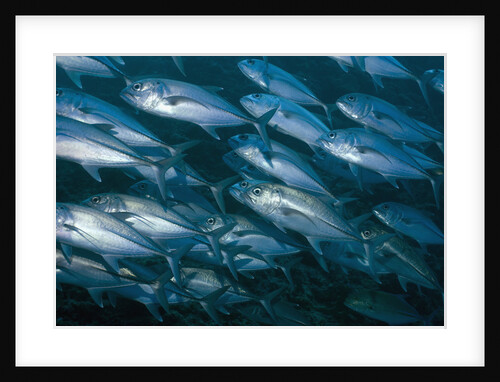 Schooling Bigeye Jack by Anonymous