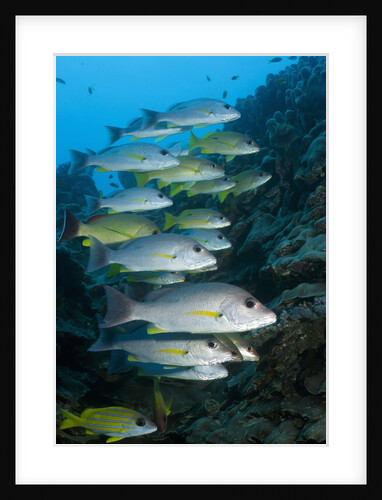 Onespot Snapper and Bluelined Snapper by Anonymous