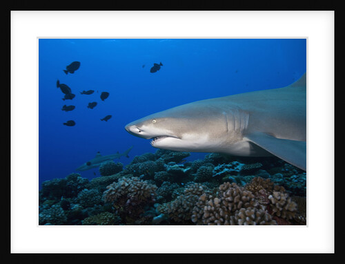 Lemon Shark in French Polynesia by Anonymous