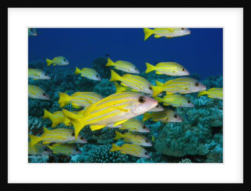 Bluelined Snapper in French Polynesia by Anonymous