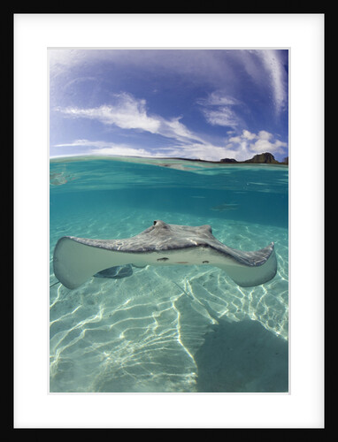 Tahitian Stingray in French Polynesia by Anonymous