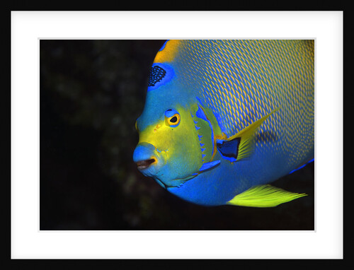 Queen Angelfish in Key Largo by Anonymous