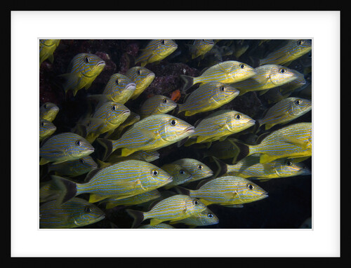 School of Bluestriped Grunt in the Florida Keys by Anonymous