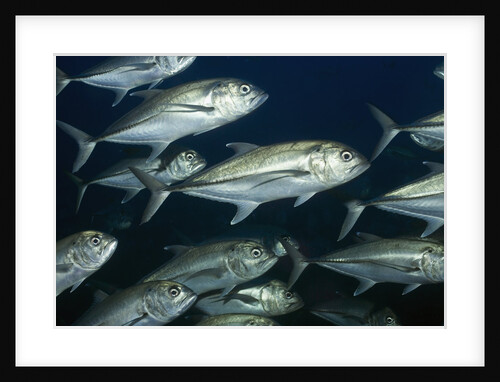 School of Bigeye Jack by Anonymous