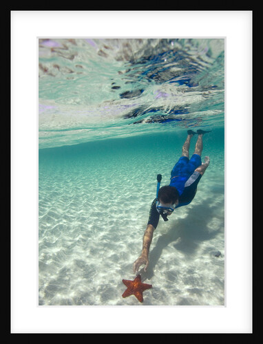 Snorkeler Approaching Cushion Sea Star by Anonymous