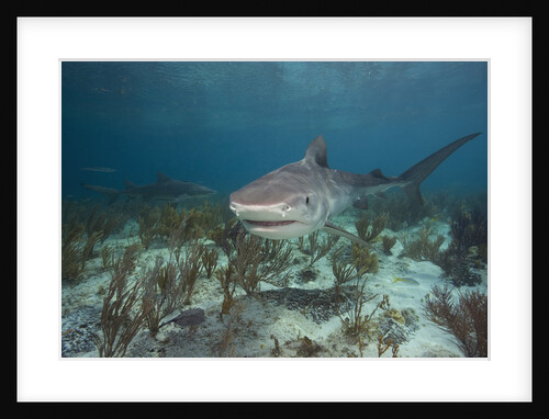Tiger Shark in the Bahamas by Anonymous