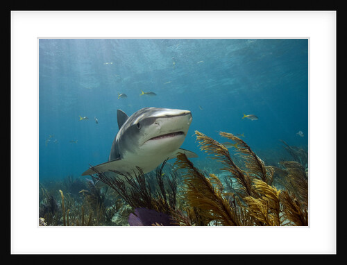 Tiger Shark in the Bahamas by Anonymous