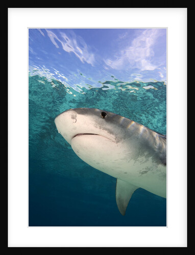 Tiger Shark in the Bahamas by Anonymous