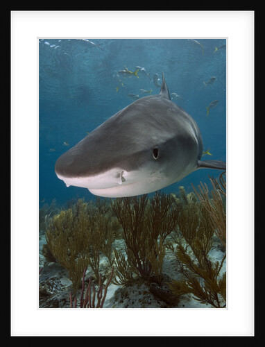 Tiger Shark in the Bahamas by Anonymous