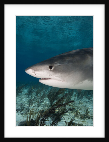Tiger Shark in the Bahamas by Anonymous