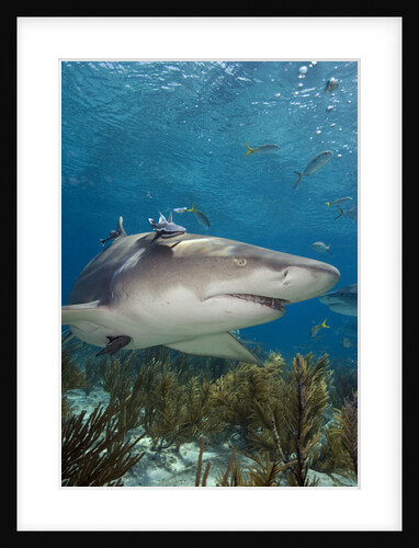 Lemon Shark in the Bahamas by Anonymous