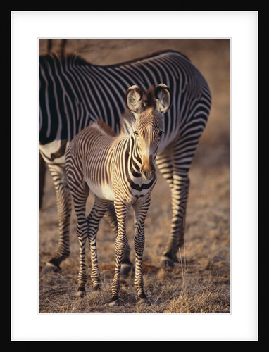 Baby Zebra by Anonymous